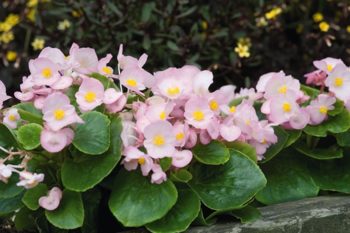 Бегония вечноцветущая appleblossom