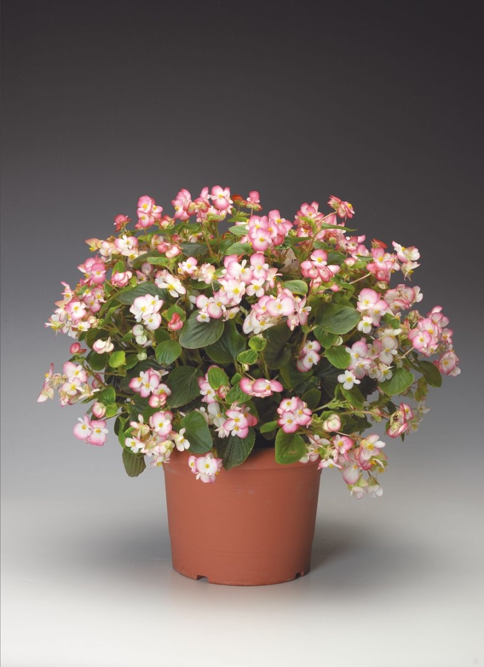 Вечноцветущая бегония