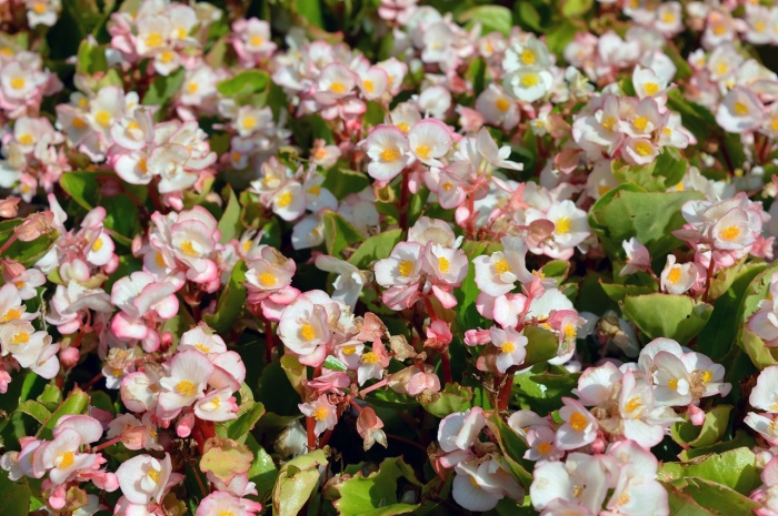 Бегония клубневая вечноцветущая