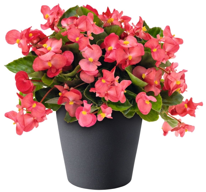 Вечноцветущая бегония биг