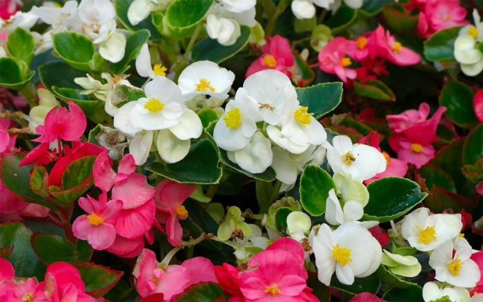 Бегония вечноцветущая бада бум