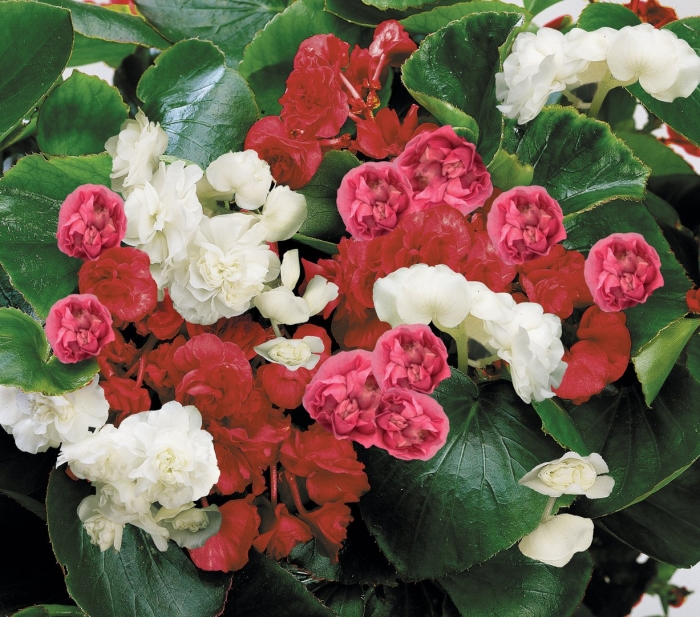 Бегония махровая