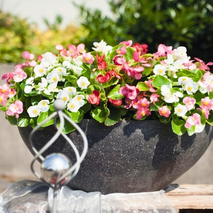 Бегония вечноцветущая зеленолистная спринт плюс макси микс