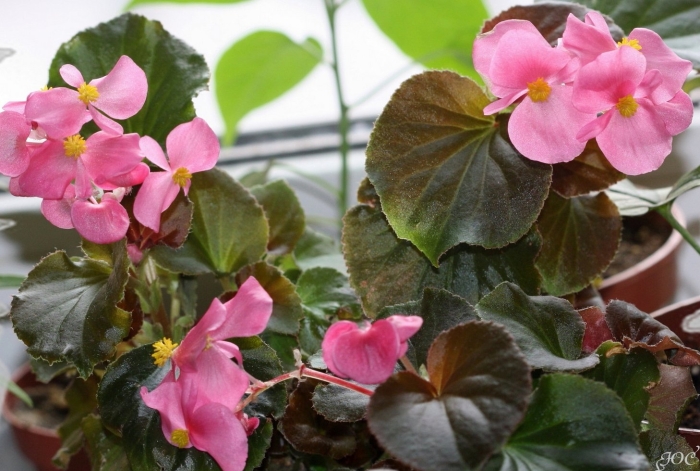 Вечноцветущая бегония