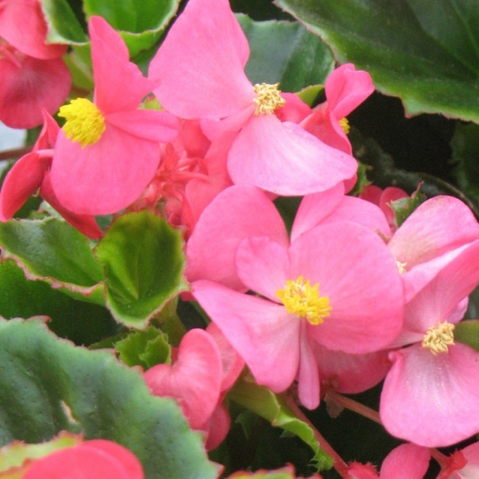 Королевская бегония вечноцветущая