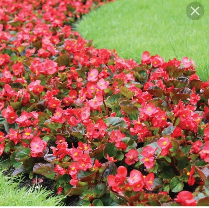 Бегония садовая