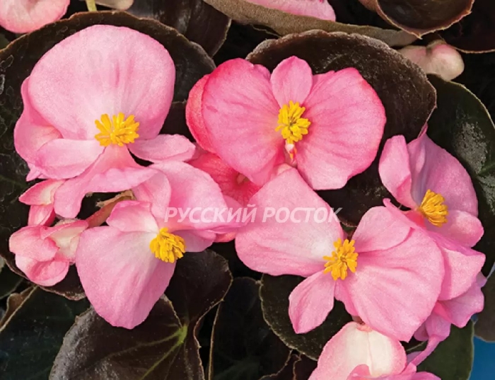 Бегония вечноцветущая биколор