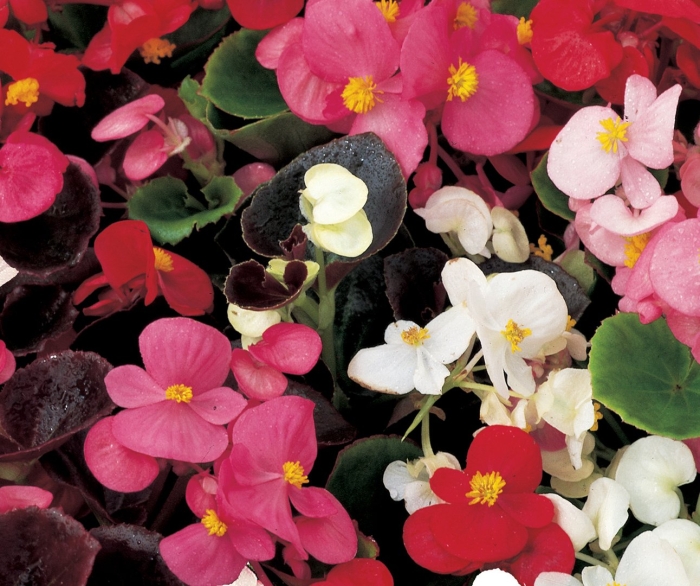 Бегония semperflorens