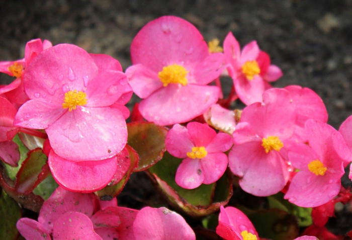 Цветы бегония вечноцветущая