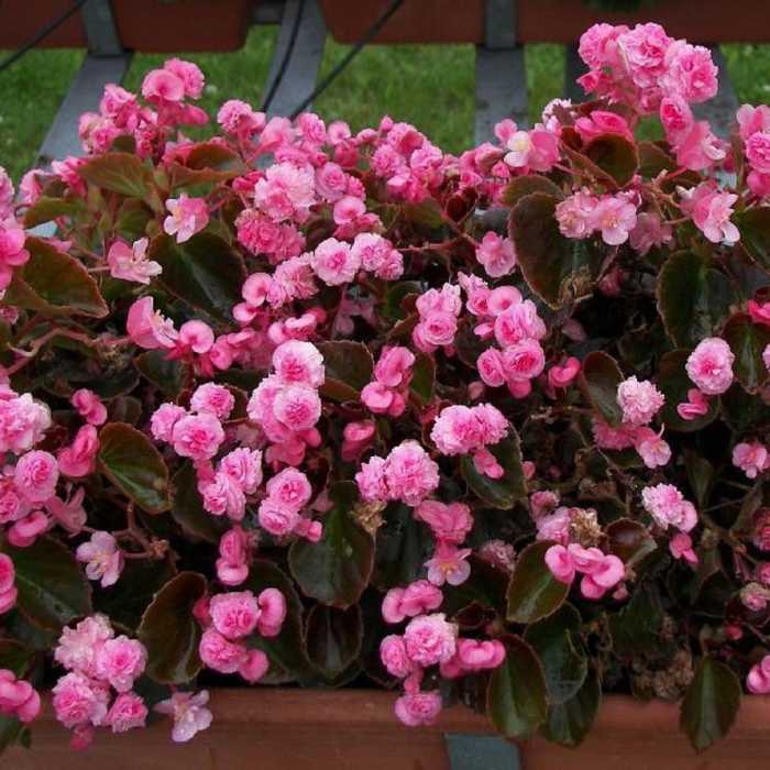 Бегония вечноцветущая махровая розовая