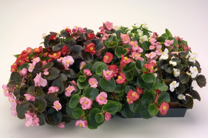 Бегония семперфлоренс begonia semperflorens