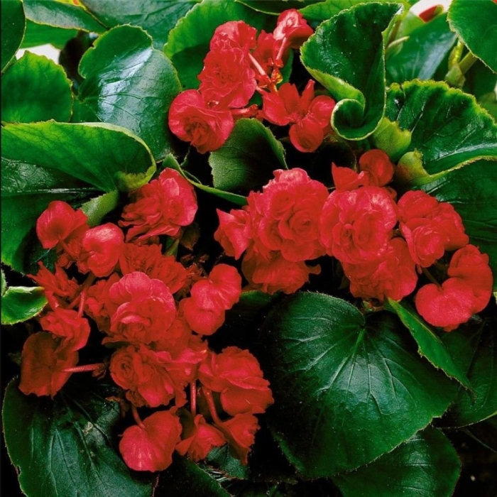 Бегония фиона вечноцветущая