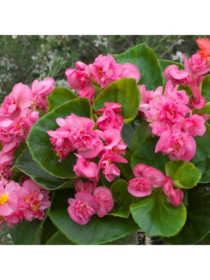 Бегония вечноцветущая дабл роуз