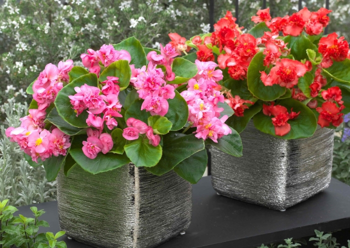 Бегония вечноцветущая махровая фиона ред