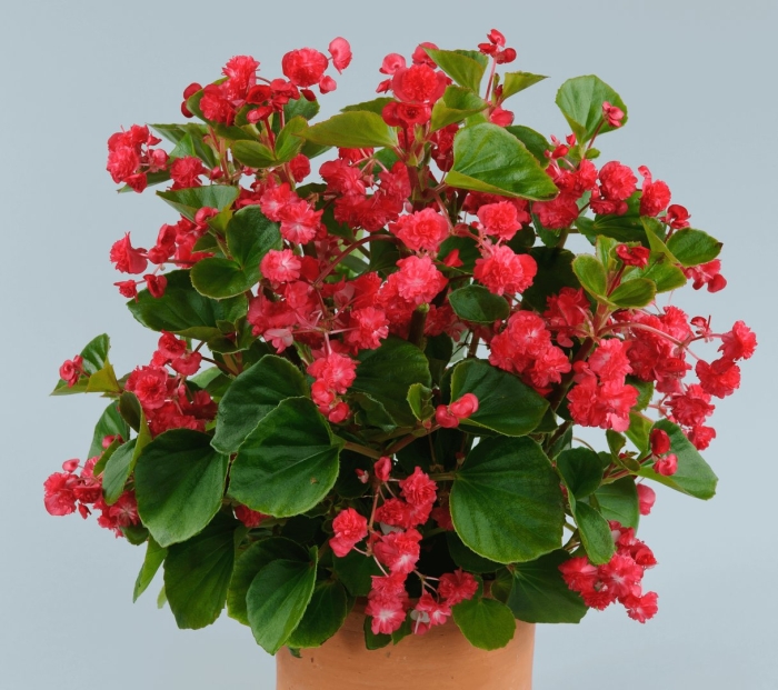 Бегония вечноцветущая махровая красная