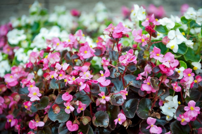Бегония вечноцветущая садовая