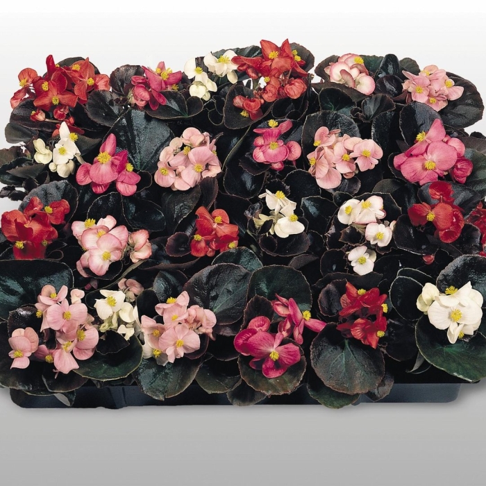 Бегония вечноцветущая сенатор вайт