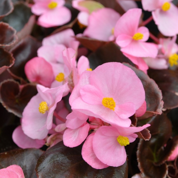 Бегония вкчно уветущая