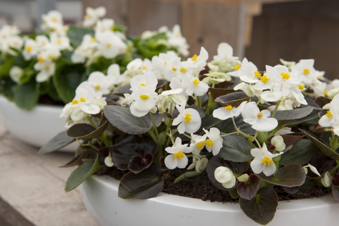 Бегония вечноцветущая бронзоволистная найтлайф