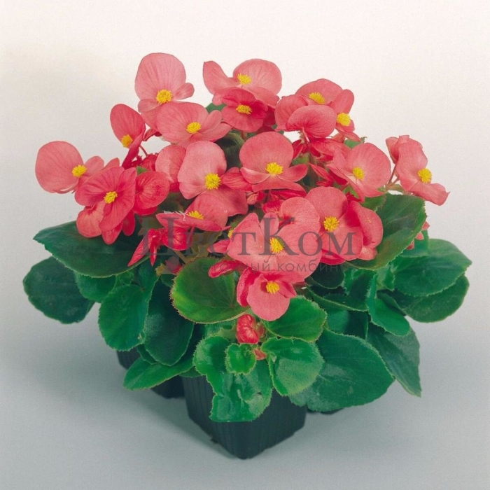 Бегония оломоуц вечноцветущая