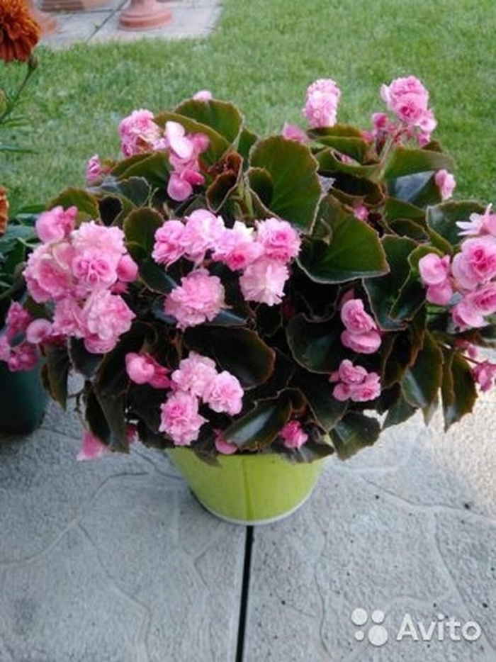 Бегония doublet pink