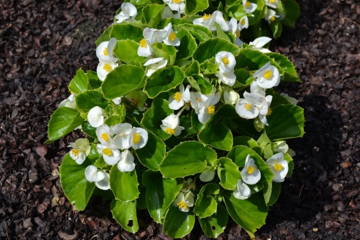 Бегония вечноцветущая белая