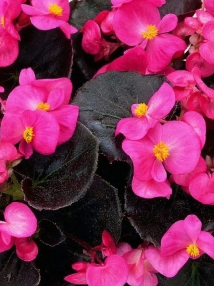 Бегония семперфлоренс (вечноцветущая)