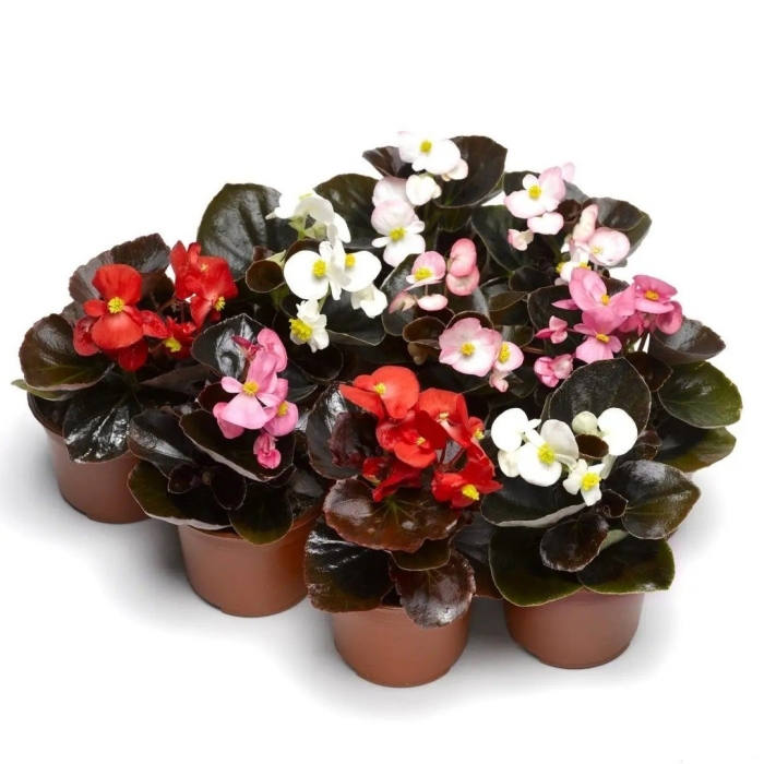 Бегония вечноцветущая бронзоволистная найтлайф