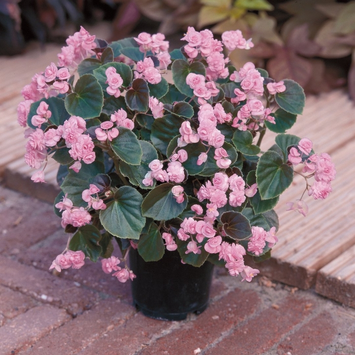 Вечноцветущая бегония