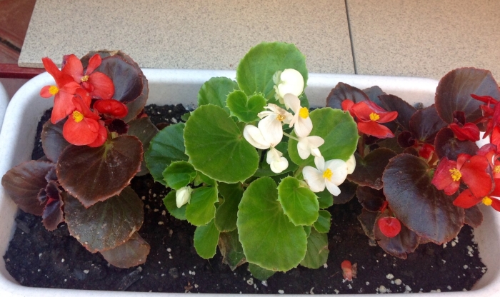 Бегония вечноцветущая бордюрная