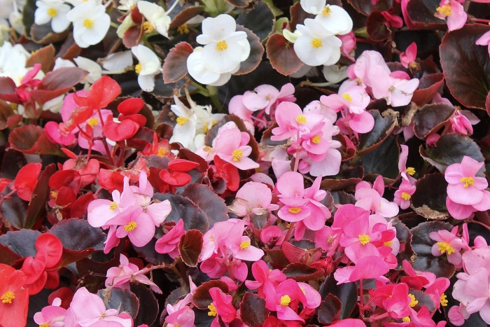 Бегония вечноцветущая рассада