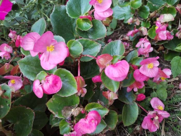 Бегония вечноцветущая амбассадор