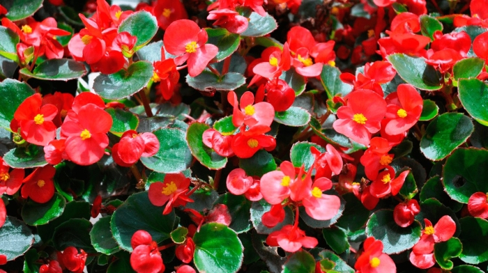 Вредители бегонии вечноцветущей