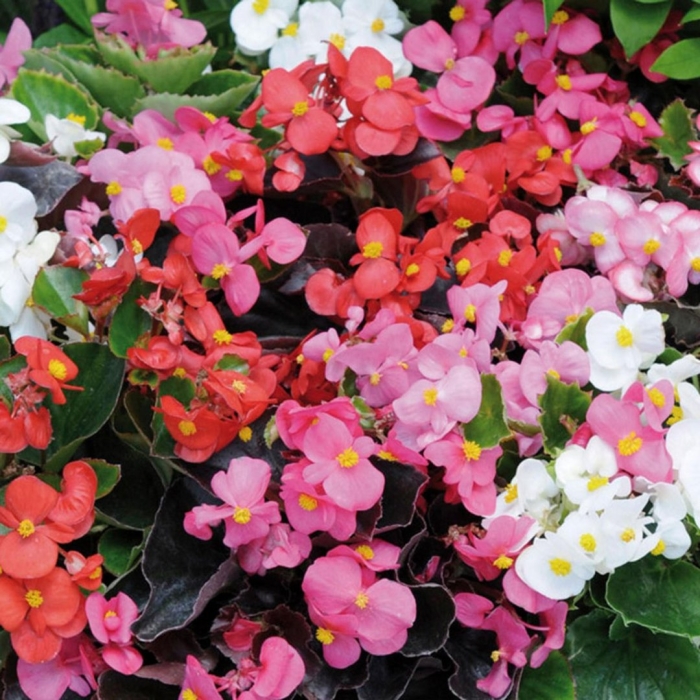 Бегония вечноцветущая semperflorens