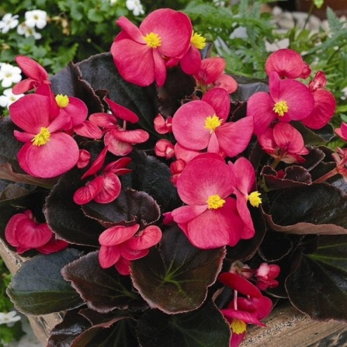 Бегония вечноцветущая бронзоволистная бада бум