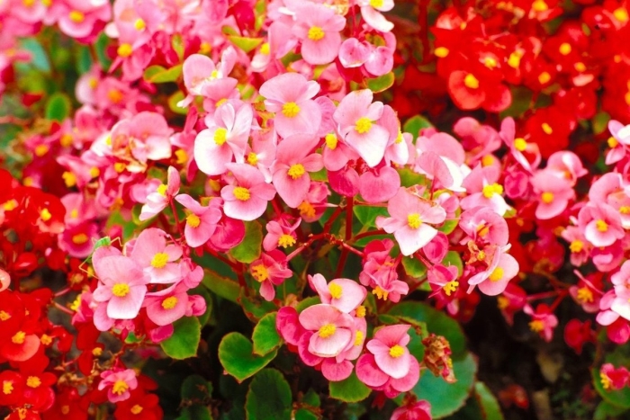 Бегония садовая мелкоцветковая