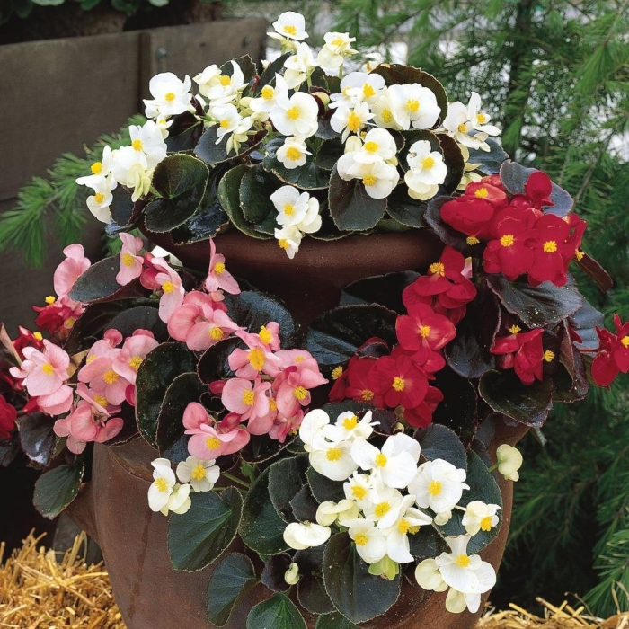 Бегония вечноцветущая бронзоволистная бада бум вайт