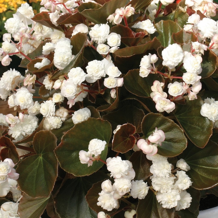 Бегония вечноцветущая double white