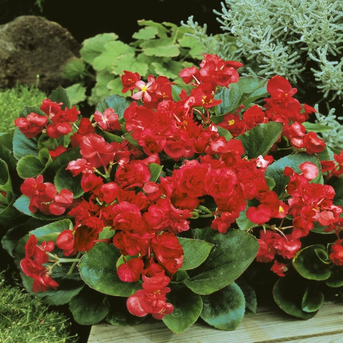 Бегония королева f1 вечноцветущая махровая