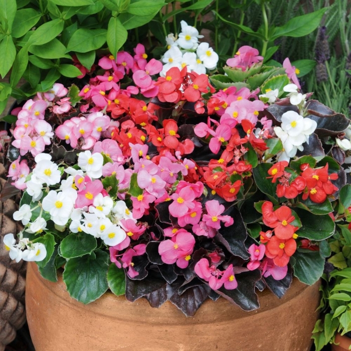 Бегония клубневая вечноцветущая