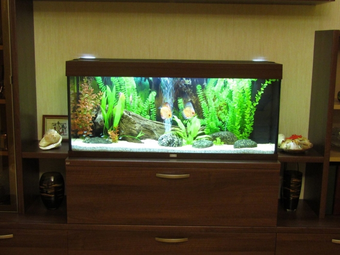 Дизайн аквариума 200 литров