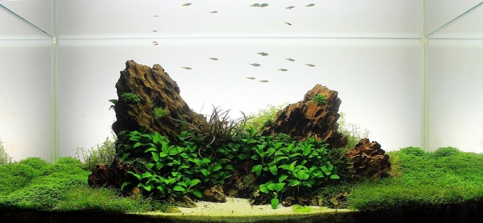 Акваскейп драконий камень