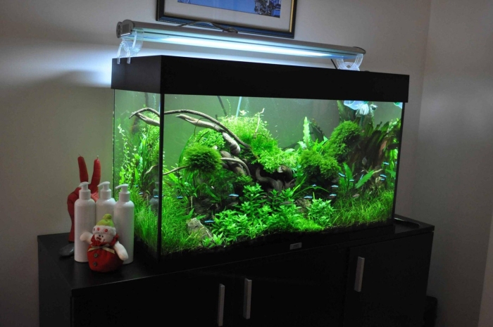 Красивые аквариумы