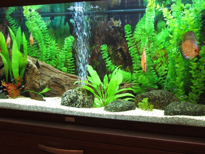 Оформление аквариума 100 литров