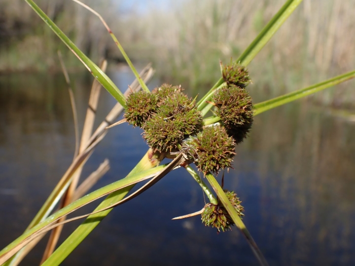 Cyperus blepharoleptos