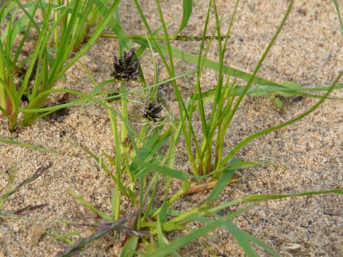 Cyperus fuscus l. - сыть чёрно-бурая