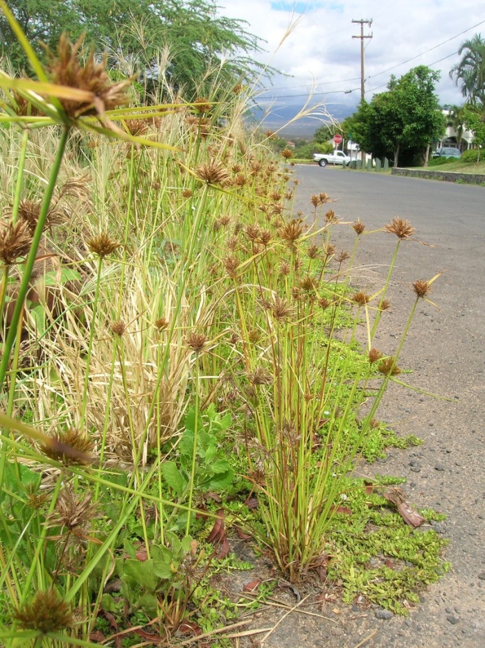 Cyperus polystachyos