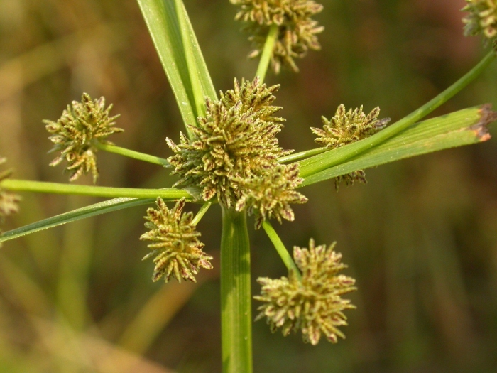 Cyperus setiformis
