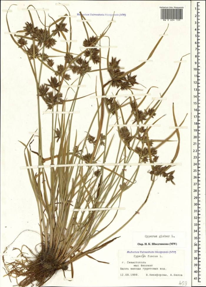 Ситник сплюснутый juncus compressus