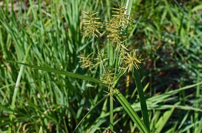 Cyperus gracilis
